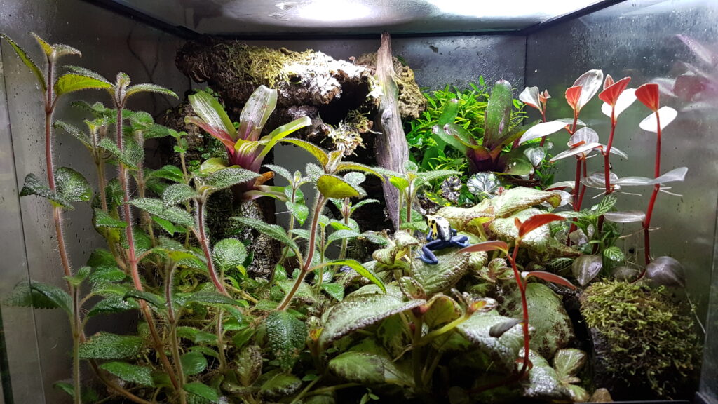 5th Floor Xotics - Dart frogs in Vivarium