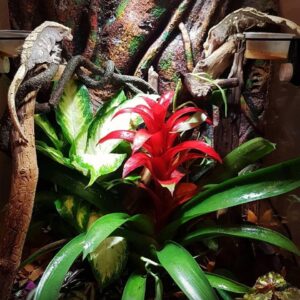 5th Floor Xotics - Crested Geckos with Bromeliad