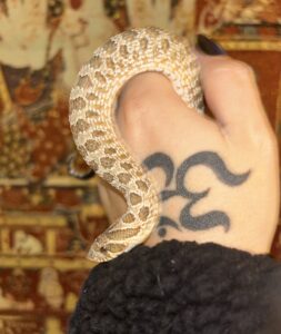 5th Floor Xotics - Western Hognose Snake