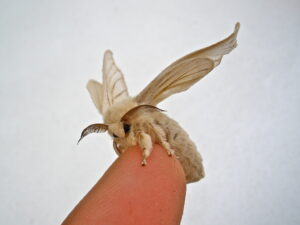 Silkworm moth