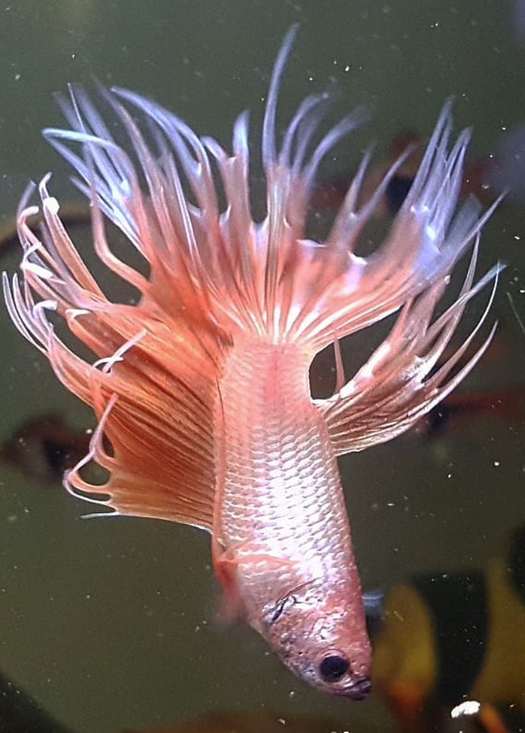 5th Floor Xotics - Betta diving for food